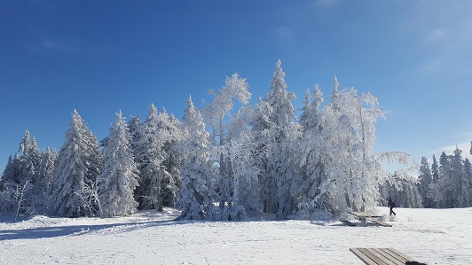 colonie-enfant-ski-arbres-neige